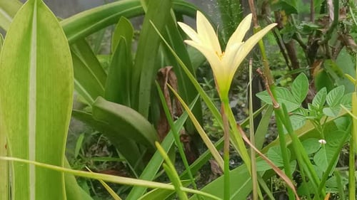 flowers that will bloom during the rainy season