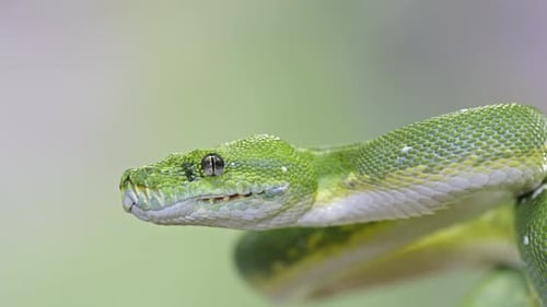 Green tree python close-up with vivid scales and focused eyes on a blurred natural background