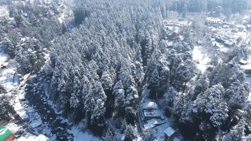 Snowy Forest Aerial View in the Winter