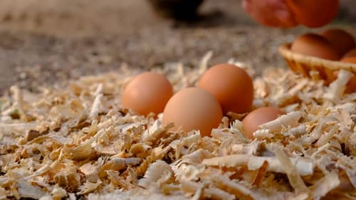 Hands Collecting Fresh Brown Eggs into a Basket