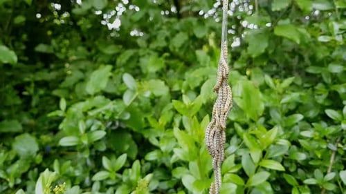Chronomeutidae de chenilles de l'hermine, des yponomeutidae, accrochées à une toile de soie au Royaume-Uni