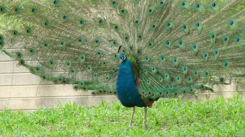 Male Peacock Fans His Glorious Tail To Impress Female Peahen During Breeding Season. Close-up Shot