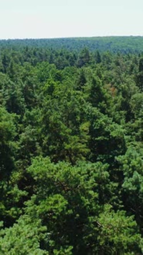 Green forest. Panoramic view of evergreen trees. Flight over the tops of pine trees.