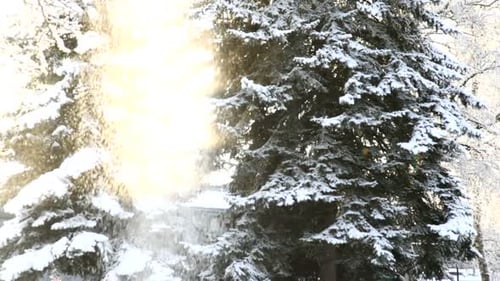 Bäume und Schnee im Winter, Jährlich