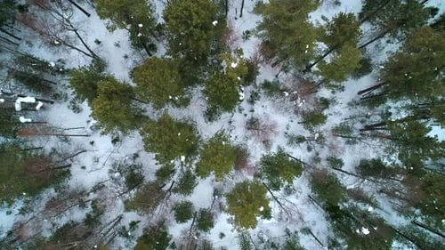 Aerial Top Down View Winter Forest Evergreen Trees on the Snow Amazing Winter Landscape