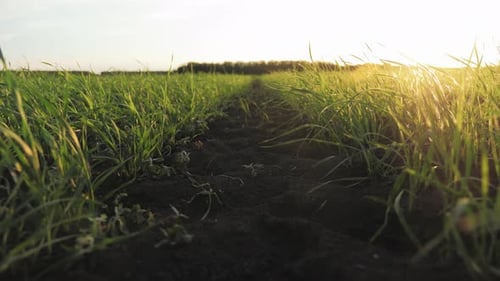 Field of Young Green Wheat Germ Ripening Under the Warm Sun