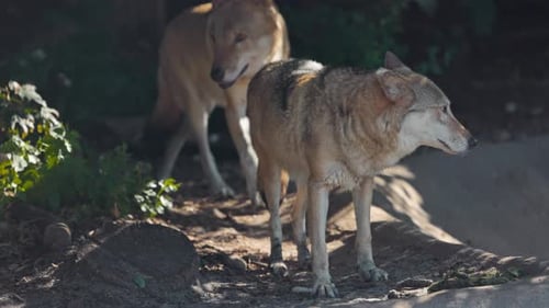 Portrait of a Grey Wolf Canis Lupus in Summer Forest Portrait of Predator Relationship and Behavior