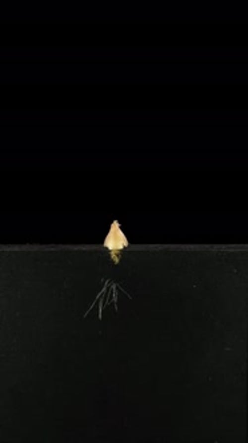 Time lapse of growing small onion bulb in a Rhizobox with alpha channel, vertical orientation