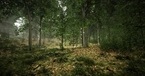 Lush Forest Landscape Unveiling Tranquility in Early Morning Light