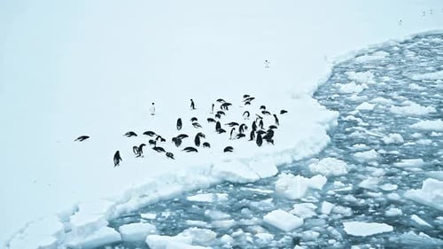 Penguin Colony Resting on Ice in Antarctica
