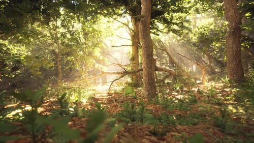 La lumière du soleil filtre à travers les arbres dans un cadre forestier serein à midi