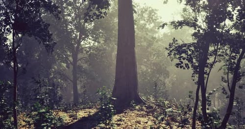Majestic Sunlight Filtering Through Ancient Trees in a Serene Forest