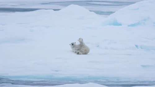 Funny Polar Bear Lying on Ice and Looking at Camera