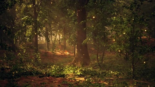 A Forest Filled with Lots of Trees Covered in Lights