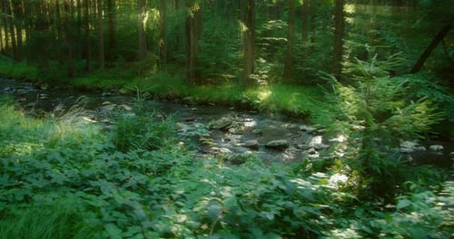 A green meadow surrounds the slow moving stream with tall grasses swaying in the soft breeze, illumi