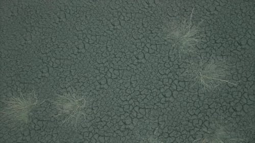 Cracked Mudflat Aerial View with Sparse Vegetation