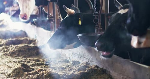Cows Eating Food in the Farm Building
