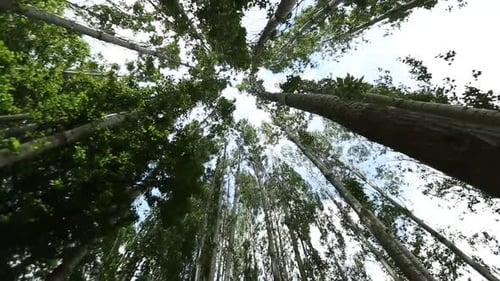 Tracking Low angle under forest trees