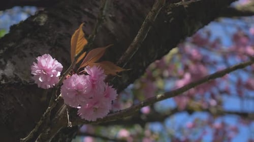 Cerisier Sakura Cherry Blossom Festival de Vancouver