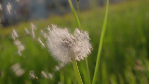 blowing a dandelion outside in the green