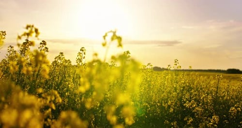 Breathtaking Landscape In Countryside Fascinating Blooming Field In Summer Day Nobody In Fields
