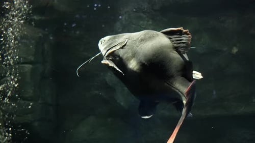 Big Redtail catfish swimming in spacy public Illuminated Aquarium Close-up following shot