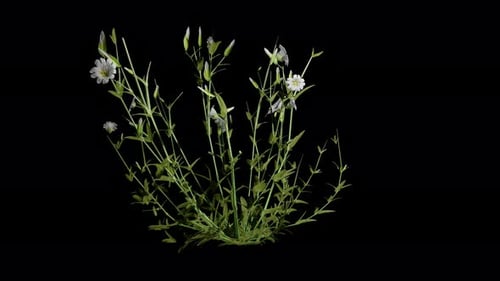 Cerastium Arvense Flower tree Swaying In Autumn And Winter Wind, Realistic Animation