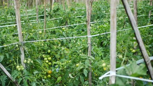 Tomatengemüse