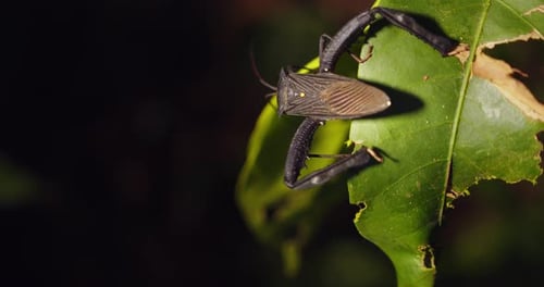 Giant Sap Sucking bug moved walks ahead lifting its massive hind legs showing pattern on its wings