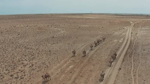 Kamelkarawane im Sand