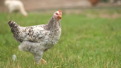 Domestic Chicken Walking on Green Grass Feeding on Rural Eco Farm