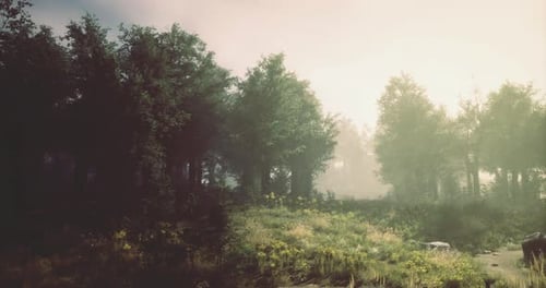 Misty Morning Light Illuminating a Forest with Lush Greenery in the Background