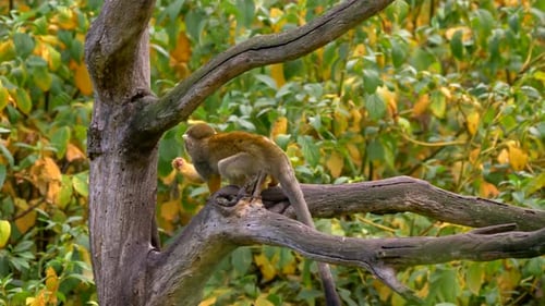 Small Brown Monkey Sitting on a Dry Branch Amidst Yellow and Green Foliage