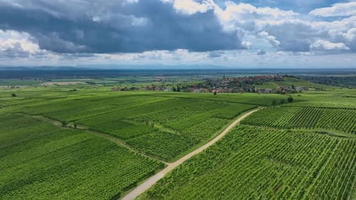 Grape Plantations In France