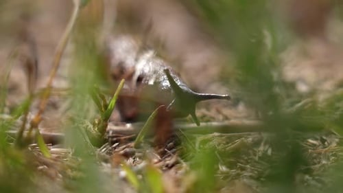 Close up of Slug Crawling Through Grass