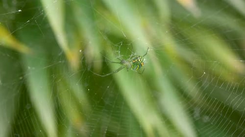 Araignée verte à taches oranges, suspendue dans sa toile, avec un fond végétal vert flou.