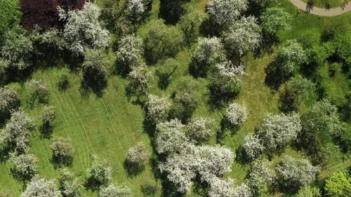 Top View of the Spring Minsk Botanical Garden