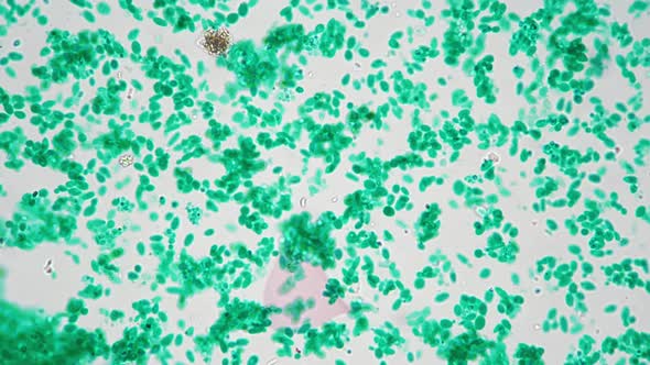 Macro of Microzyme Whole Mount Concentration Magnified Under Microscope ...