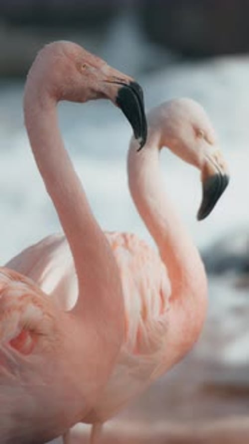 Deux flamants roses en hiver. Verticale.