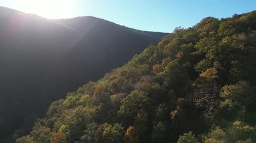 Flying Over the Forest in Autumn