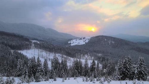 Aerial Landscape with Evergreen Pine Trees Covered with Fresh Snow After Snowfall in Winter Mountain