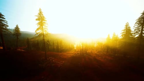 La lumière intense du soleil sur Pine Valley crée une scène de silhouette Théâtrale