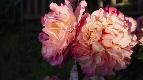 Beautiful pink flowers blooming in a garden on a sunny day