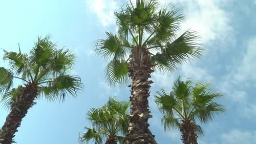 Green palm trees against blue sky and white clouds.