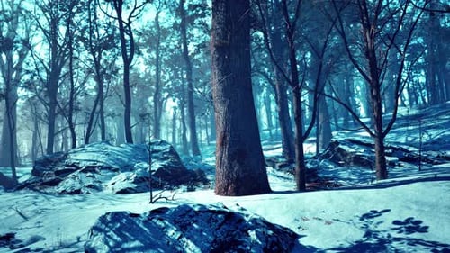 Paysage hivernal glacial dans une forêt enneigée