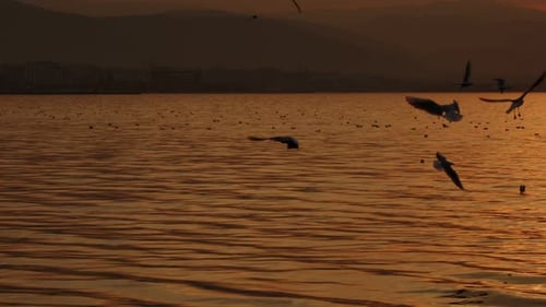 Animal Bird Seagulls Flying In Sunset 22