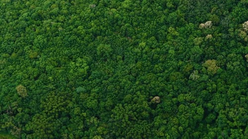 Selva de Brasil Selva atlántica Selva de Brasil Naturaleza Bosque de Brasil