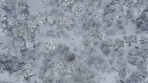 A lonely man himself in the forest walks along a path in a snowy forest.