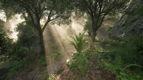 Sunlight Filtering Through Trees in a Serene Forest During Early Morning Hours