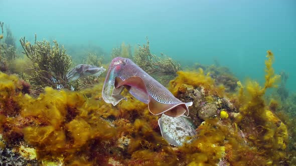 Giant Australian Cuttlefish Sepia apama Migration Whyalla South ...